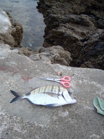Saraantibes500g
