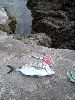 Cliquez ici pour voir l'image (Saraantibes500g.jpg)