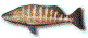 serran chevrette