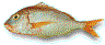 pageot commun