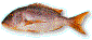 denti