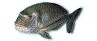 dorade royale