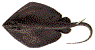 Dasyatis pastinaca
